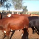Imagen lote