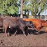 Imagen lote