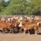 Imagen lote