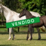 Imagen lote