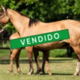 Imagen lote