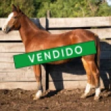 Imagen lote