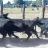 Imagen lote