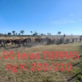 Imagen lote