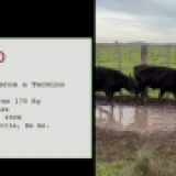 Imagen lote