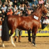 Imagen lote
