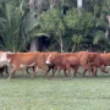 Imagen lote