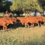 Imagen lote