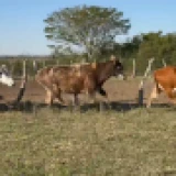 Imagen lote