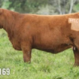 Imagen lote
