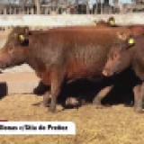 Imagen lote