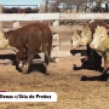 Imagen lote