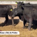Imagen lote