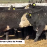 Imagen lote