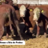 Imagen lote