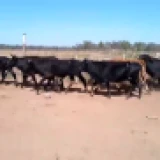 Imagen lote