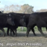 Imagen lote