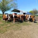 Imagen lote