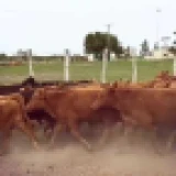 Imagen lote