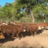 Imagen lote