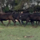 Imagen lote