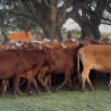 Imagen lote