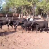 Imagen lote