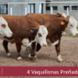 Imagen lote