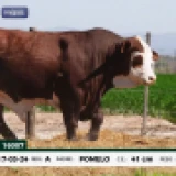 Imagen lote
