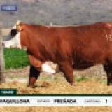 Imagen lote