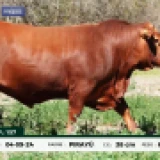 Imagen lote