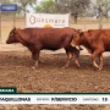 Imagen lote