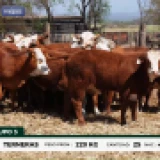 Imagen lote