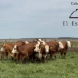 Imagen lote