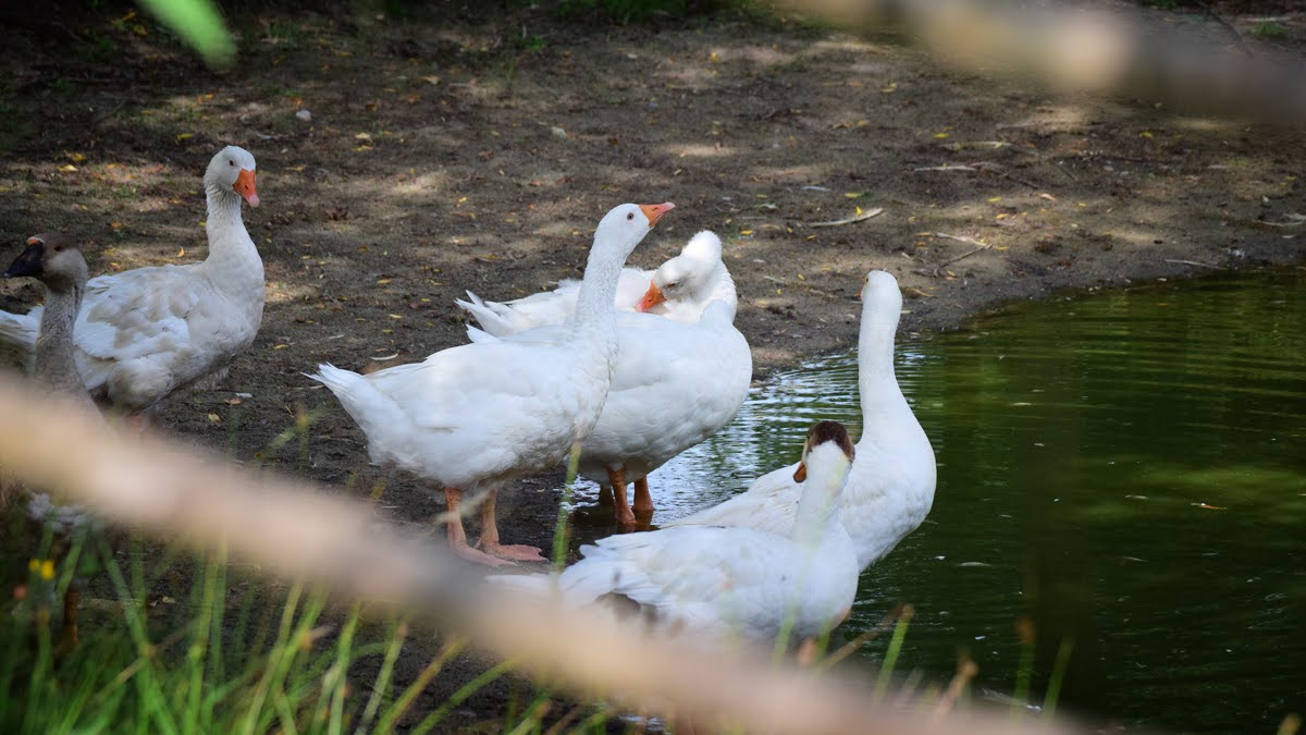 Jakie zwierzęta mieszkają w skansenie w Kolbuszowej