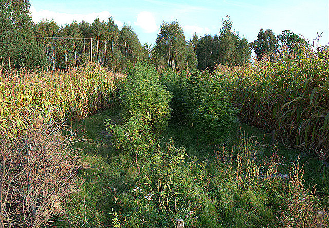 Plantacja Majdan Królewski