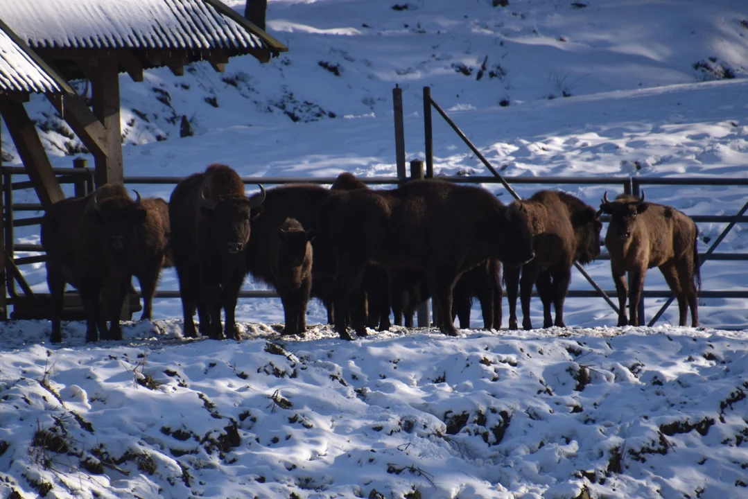 C’est l’un des endroits à visiter dans les montagnes Bieszczady.  Où peut-on voir le bison d’Europe dans son habitat naturel ?