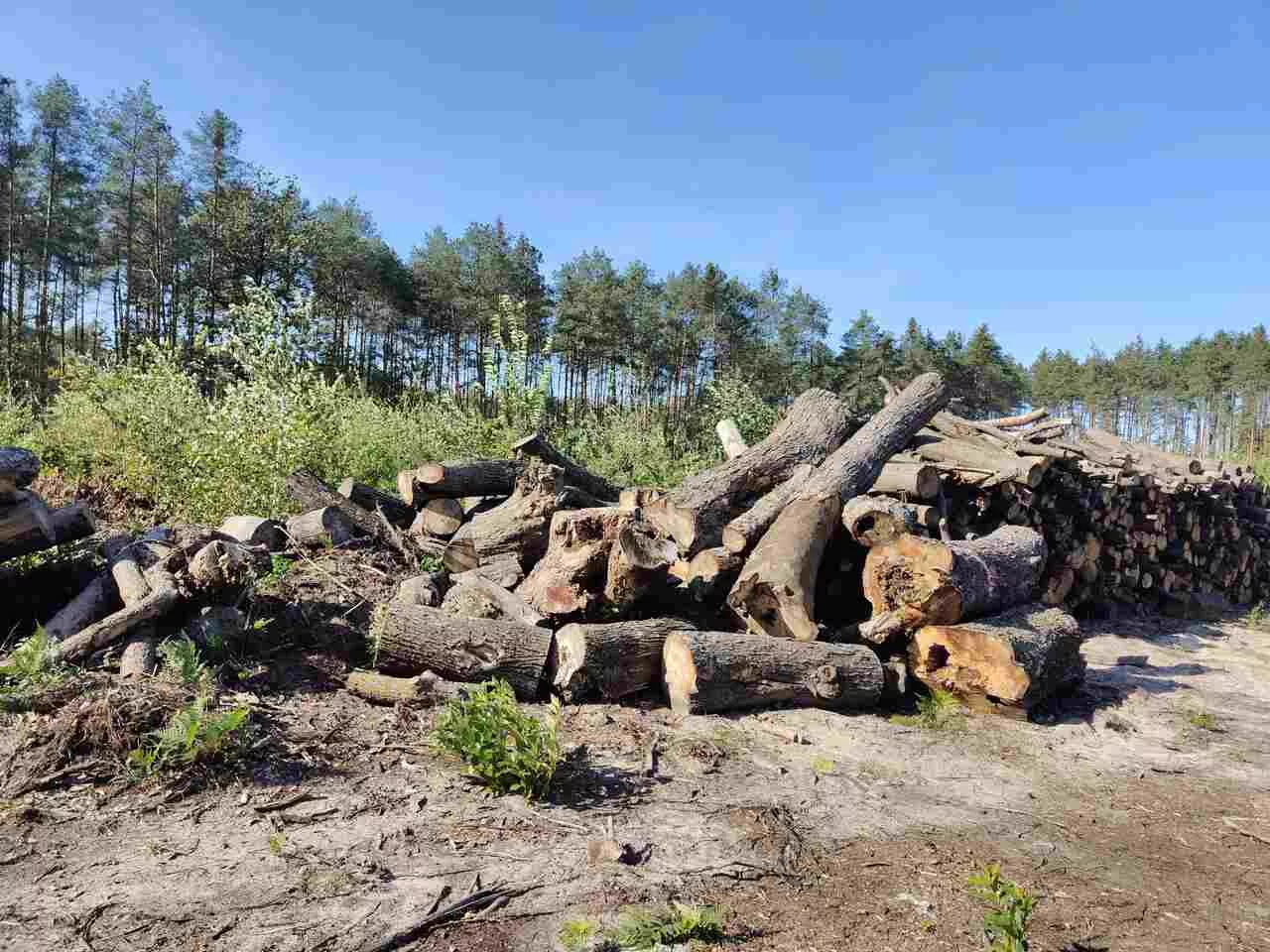 OGŁOSZENIE O SPRZEDAŻY DREWNA