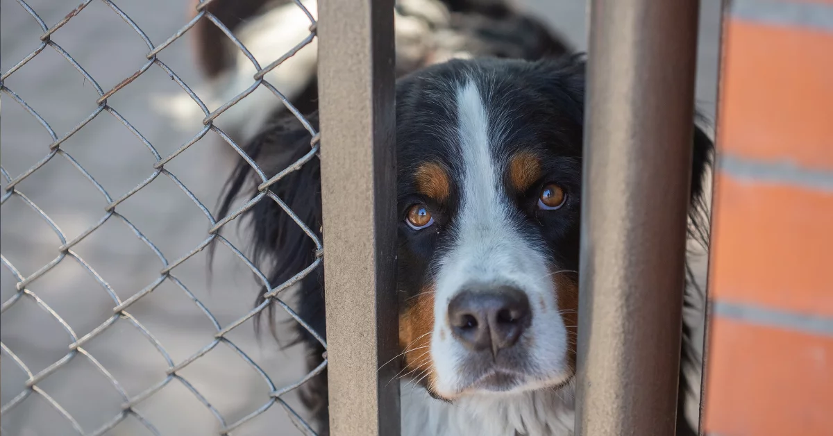Mielec: oddaj elektrośmieci i pomóż bezdomnym psom i kotom