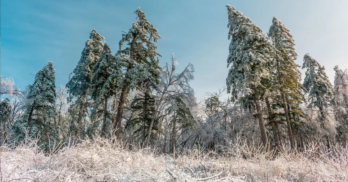 Silny mróz nadciąga nad Podkarpacie. Przed nami kilka bardzo zimnych dni