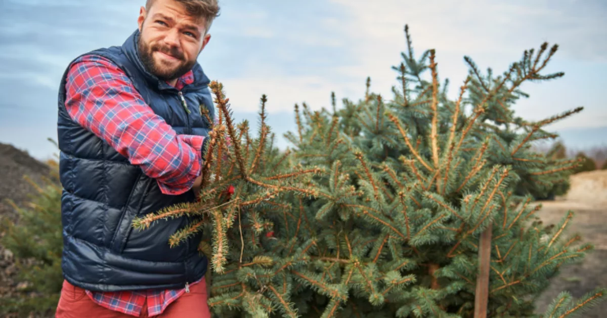Nie trzeba kraść choinki z lasu - las sprzedaje