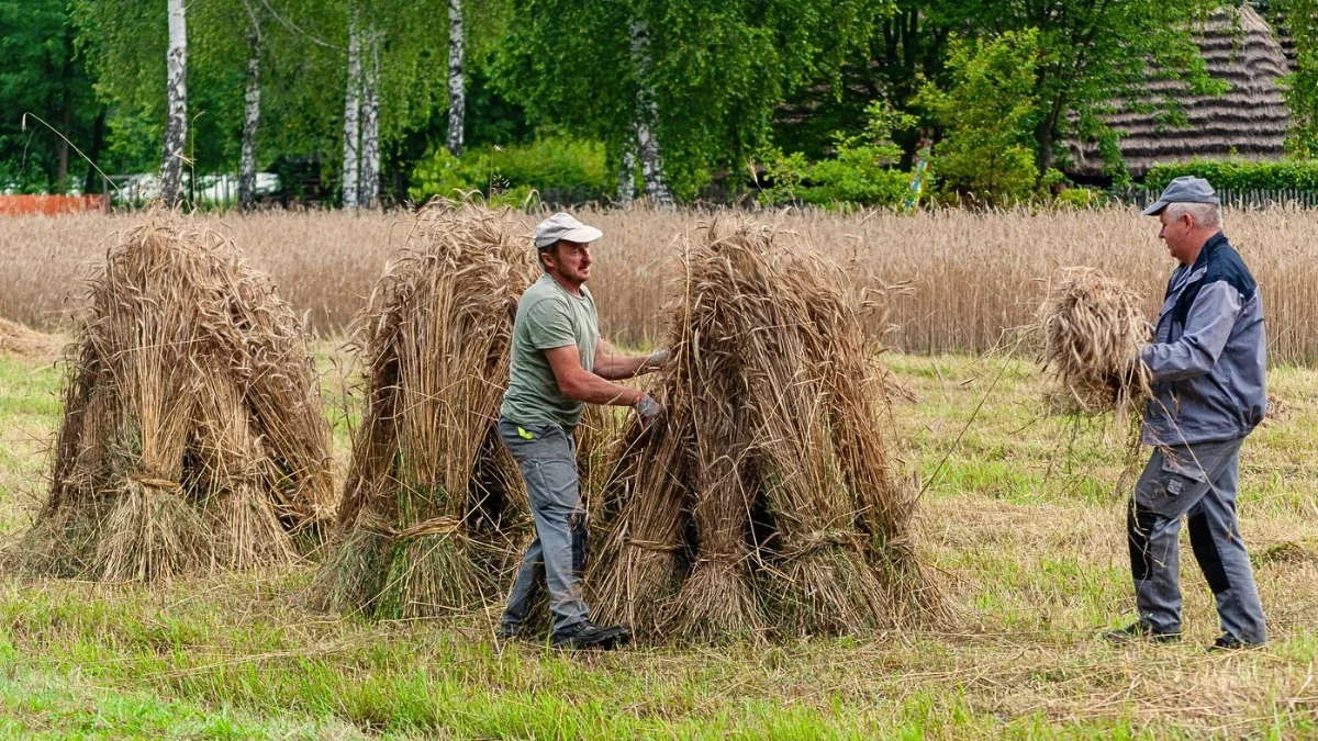 Cep, koń i kiczka – żniwa jak za dawnych czasów w kolbuszowskim skansenie