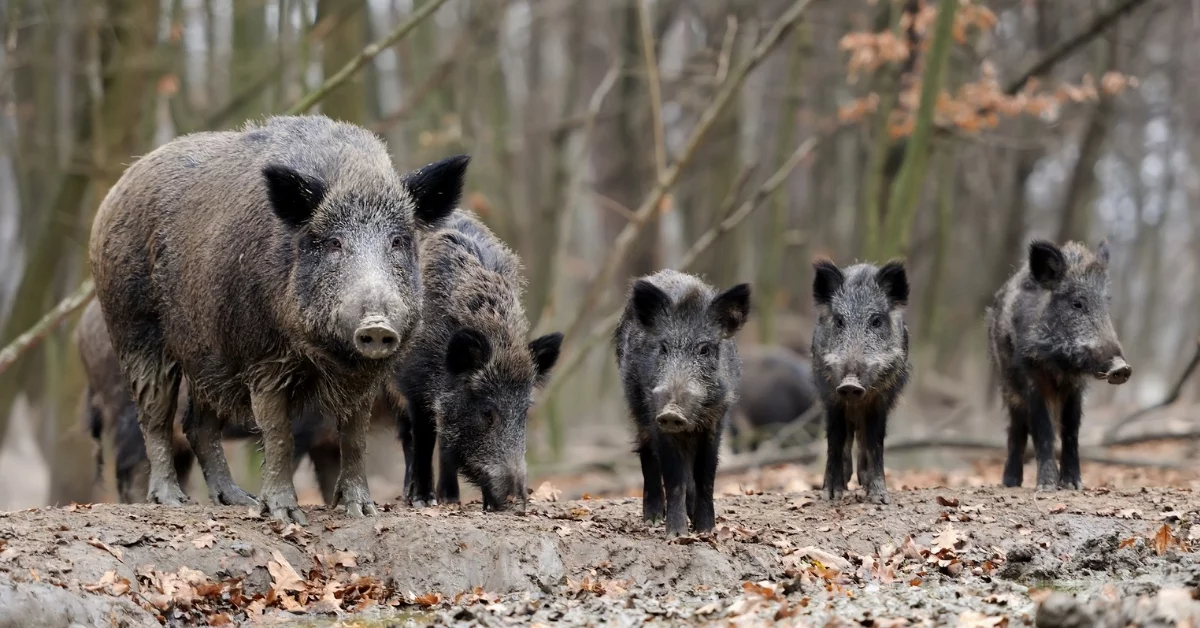 ASF na Podkarpaciu. Gdzie wykryto ognisko, jakie są obostrzenia i czy powiatowi kolbuszowskiemu coś grozi?