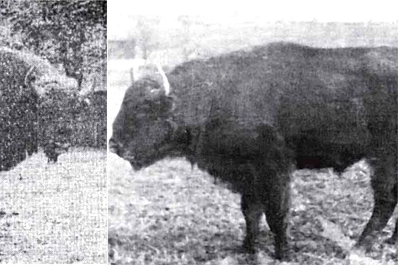 Obrazek do pytania - Żubry z linii białowiesko-kaukaskiej sprowadzono w Bieszczady w 1963 r. Czy znasz imię żubra, który zasłynął ze swojej miłości do samotnych wędrówek? Ciekawostka: Imiona wszystkich żubrów z tej linii zaczynają się na „Pu”