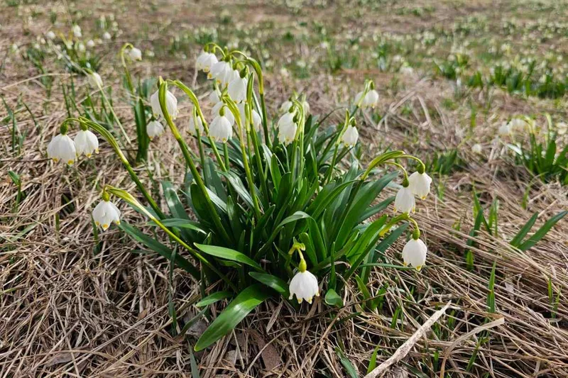 Obrazek do pytania - Który kwiat, symbolizujący nadejście wiosny, jest tak ceniony, że posiada nawet swój rezerwat w miejscowości Dwerniczek?
