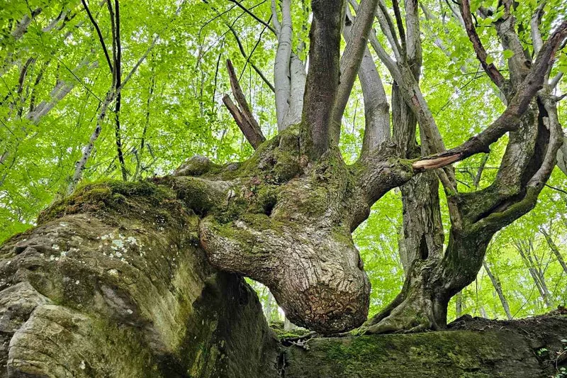 Obrazek do pytania - I kolejna, bardzo charakterystyczna lipa. Jest to: