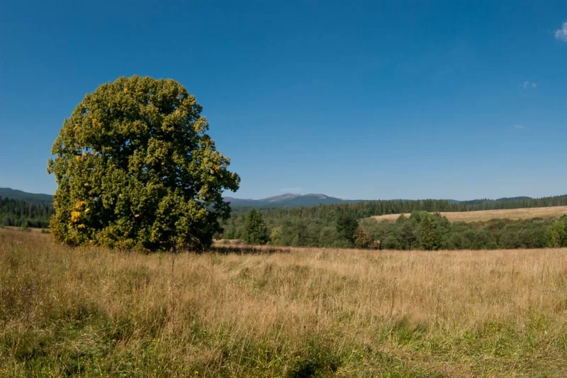 Obrazek do pytania - Ta lipa to niemy świadek bieszczadzkiej historii. Rośnie ona na łąkach pozostałych po wsi: