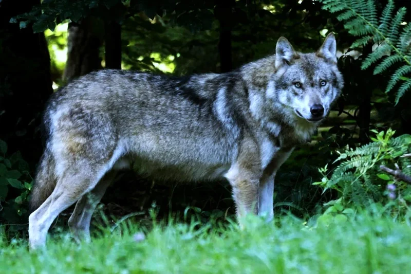 Obrazek do pytania - Gdzie po raz pierwszy Wiktorowi Rebrowowi pokazał się wilk?