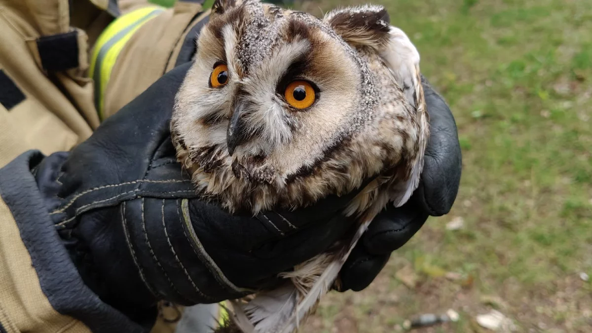 Sowa zaplątana w żyłkę wędkarską. Interwencja straży pożarnej [ZDJĘCIA]