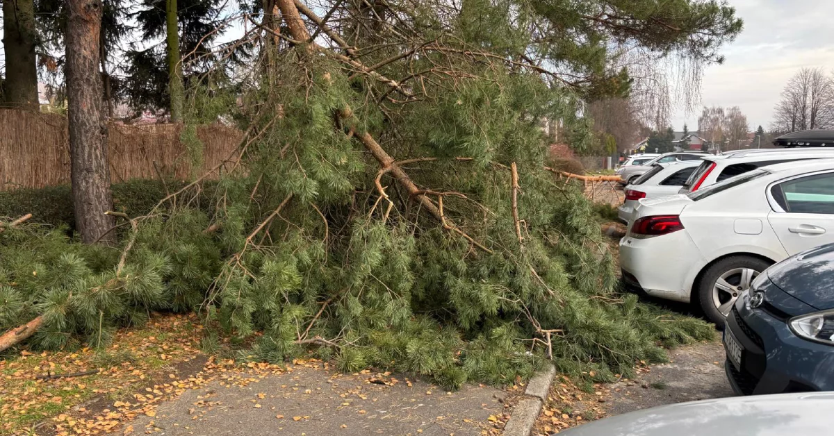 Od tygodni te połamane konary drzew blokują chodnik. To skutki ataku zimy na Rzeszów [ZDJĘCIA]